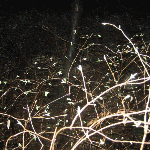 6301719 : Abyssal Contemplations 6301719 : Abyssal Contemplations